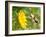 Ruby-Throated Hummingbird Hovering Next To A Bright Yellow Sunflower-Sari ONeal-Framed Photographic Print