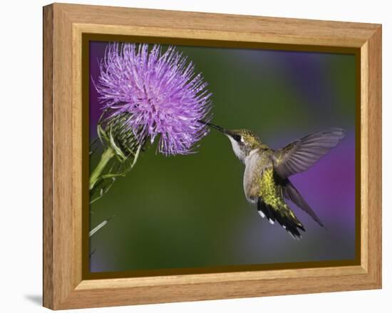Ruby-Throated Hummingbird in Flight at Thistle Flower-Adam Jones-Framed Premier Image Canvas