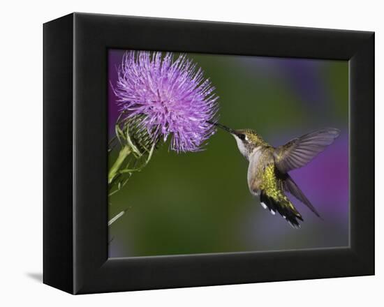 Ruby-Throated Hummingbird in Flight at Thistle Flower-Adam Jones-Framed Premier Image Canvas