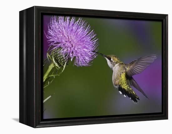 Ruby-Throated Hummingbird in Flight at Thistle Flower-Adam Jones-Framed Premier Image Canvas