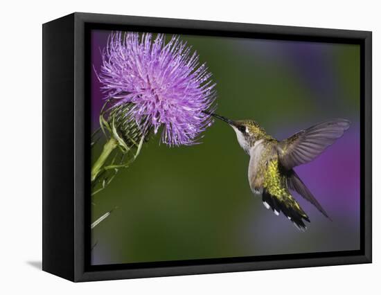 Ruby-Throated Hummingbird in Flight at Thistle Flower-Adam Jones-Framed Premier Image Canvas