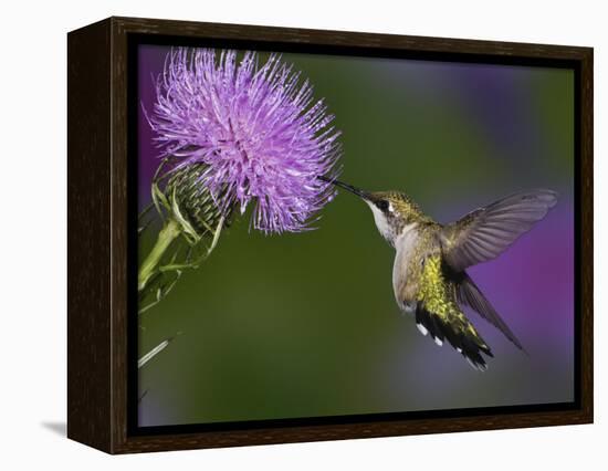 Ruby-Throated Hummingbird in Flight at Thistle Flower-Adam Jones-Framed Premier Image Canvas