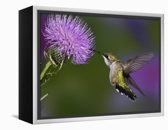 Ruby-Throated Hummingbird in Flight at Thistle Flower-Adam Jones-Framed Premier Image Canvas