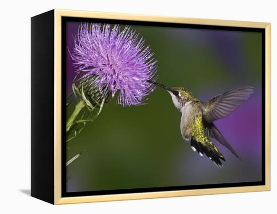 Ruby-Throated Hummingbird in Flight at Thistle Flower-Adam Jones-Framed Premier Image Canvas