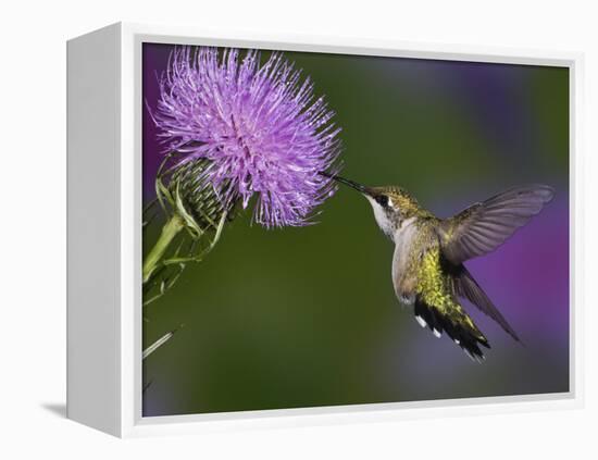 Ruby-Throated Hummingbird in Flight at Thistle Flower-Adam Jones-Framed Premier Image Canvas