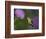 Ruby-Throated Hummingbird in Flight at Thistle Flower-Adam Jones-Framed Photographic Print