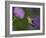 Ruby-Throated Hummingbird in Flight at Thistle Flower-Adam Jones-Framed Photographic Print