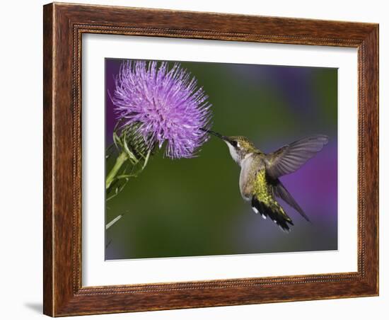 Ruby-Throated Hummingbird in Flight at Thistle Flower-Adam Jones-Framed Photographic Print