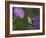 Ruby-Throated Hummingbird in Flight at Thistle Flower-Adam Jones-Framed Photographic Print