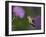 Ruby-Throated Hummingbird in Flight at Thistle Flower-Adam Jones-Framed Photographic Print