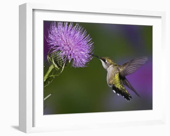 Ruby-Throated Hummingbird in Flight at Thistle Flower-Adam Jones-Framed Photographic Print