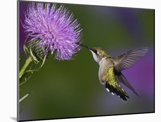 Ruby-Throated Hummingbird in Flight at Thistle Flower-Adam Jones-Mounted Photographic Print