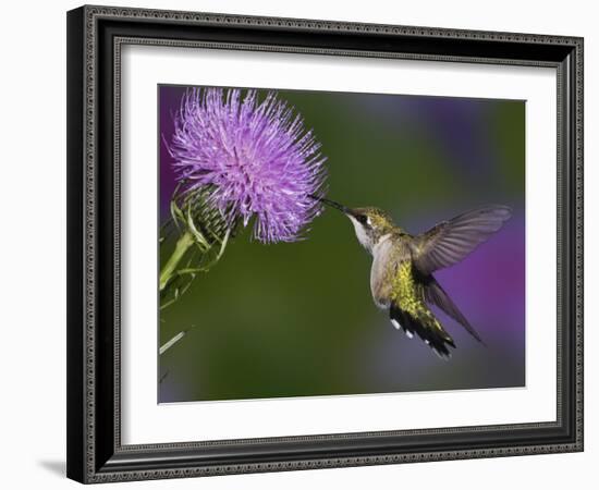 Ruby-Throated Hummingbird in Flight at Thistle Flower-Adam Jones-Framed Photographic Print