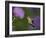 Ruby-Throated Hummingbird in Flight at Thistle Flower-Adam Jones-Framed Photographic Print