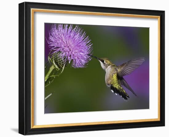 Ruby-Throated Hummingbird in Flight at Thistle Flower-Adam Jones-Framed Photographic Print