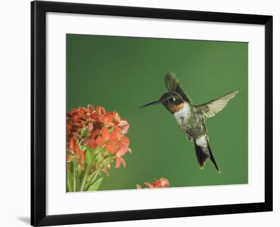 Ruby-Throated Hummingbird in Flight Feeding on Kalanchoe Flower, New Braunfels, Texas, USA-Rolf Nussbaumer-Framed Photographic Print