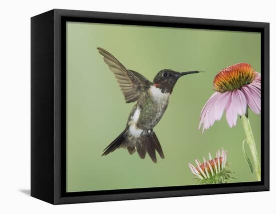 Ruby-Throated Hummingbird in Flight Feeding on Purple Coneflower, New Braunfels, Texas, USA-Rolf Nussbaumer-Framed Premier Image Canvas