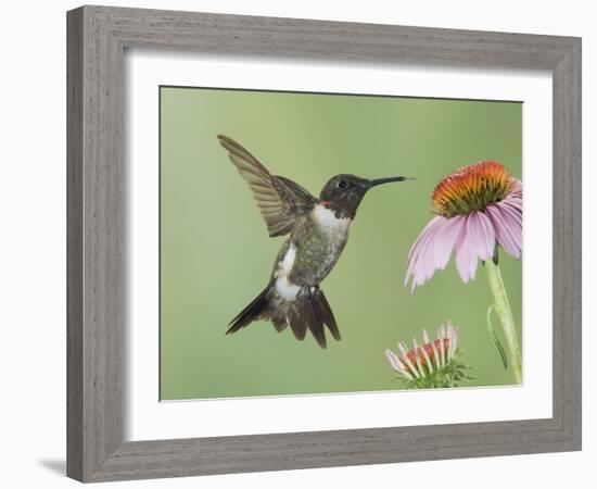 Ruby-Throated Hummingbird in Flight Feeding on Purple Coneflower, New Braunfels, Texas, USA-Rolf Nussbaumer-Framed Photographic Print