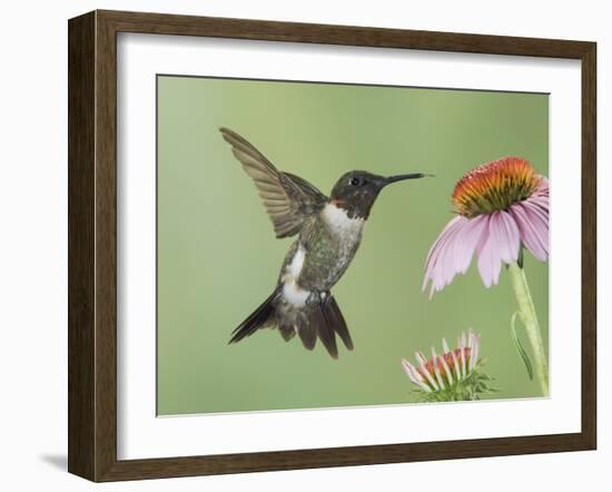 Ruby-Throated Hummingbird in Flight Feeding on Purple Coneflower, New Braunfels, Texas, USA-Rolf Nussbaumer-Framed Photographic Print