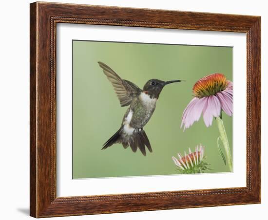 Ruby-Throated Hummingbird in Flight Feeding on Purple Coneflower, New Braunfels, Texas, USA-Rolf Nussbaumer-Framed Photographic Print