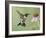 Ruby-Throated Hummingbird in Flight Feeding on Purple Coneflower, New Braunfels, Texas, USA-Rolf Nussbaumer-Framed Photographic Print