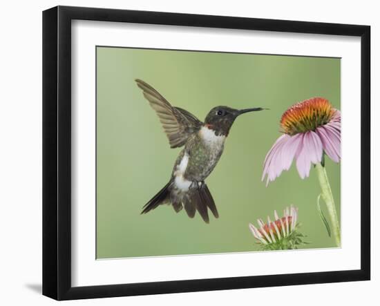 Ruby-Throated Hummingbird in Flight Feeding on Purple Coneflower, New Braunfels, Texas, USA-Rolf Nussbaumer-Framed Photographic Print