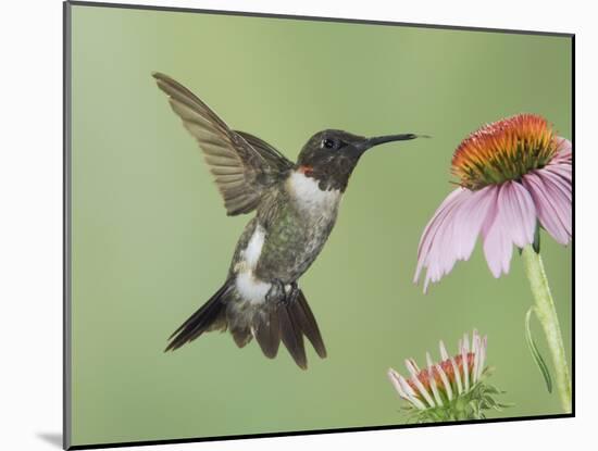 Ruby-Throated Hummingbird in Flight Feeding on Purple Coneflower, New Braunfels, Texas, USA-Rolf Nussbaumer-Mounted Photographic Print