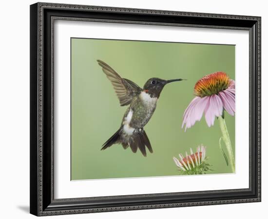 Ruby-Throated Hummingbird in Flight Feeding on Purple Coneflower, New Braunfels, Texas, USA-Rolf Nussbaumer-Framed Photographic Print