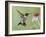 Ruby-Throated Hummingbird in Flight Feeding on Purple Coneflower, New Braunfels, Texas, USA-Rolf Nussbaumer-Framed Photographic Print