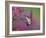 Ruby Throated Hummingbird, Kentucky, USA-Adam Jones-Framed Photographic Print