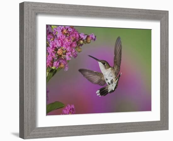 Ruby Throated Hummingbird, Kentucky, USA-Adam Jones-Framed Photographic Print