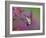 Ruby Throated Hummingbird, Kentucky, USA-Adam Jones-Framed Photographic Print