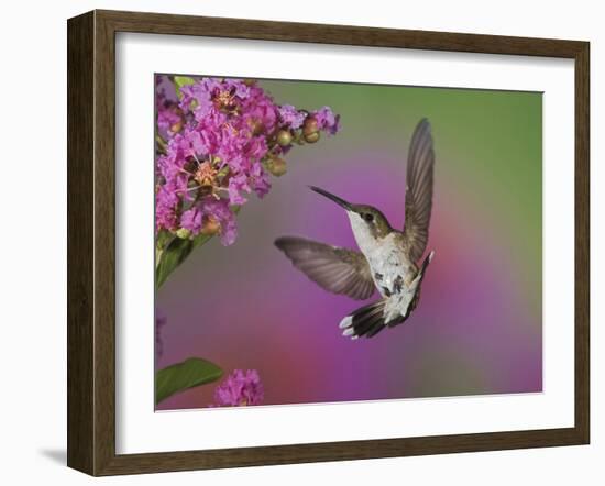 Ruby Throated Hummingbird, Kentucky, USA-Adam Jones-Framed Photographic Print