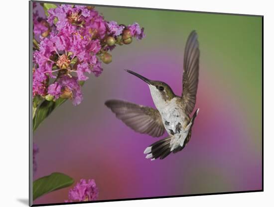 Ruby Throated Hummingbird, Kentucky, USA-Adam Jones-Mounted Photographic Print