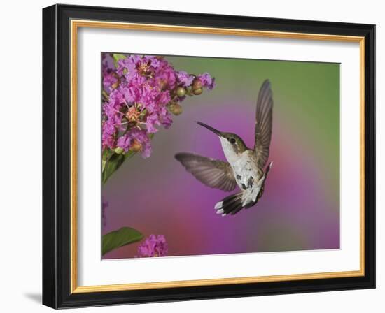 Ruby Throated Hummingbird, Kentucky, USA-Adam Jones-Framed Photographic Print