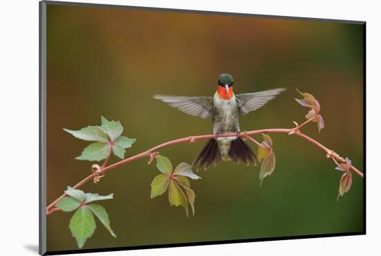 Ruby-throated hummingbird landing on Virginia creeper, USA-Rolf Nussbaumer-Mounted Photographic Print