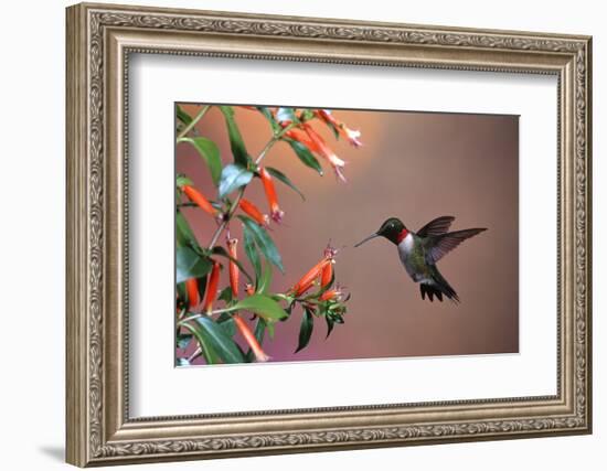 Ruby-Throated Hummingbird Male at Cigar Plant, Shelby County, Illinois-Richard and Susan Day-Framed Photographic Print