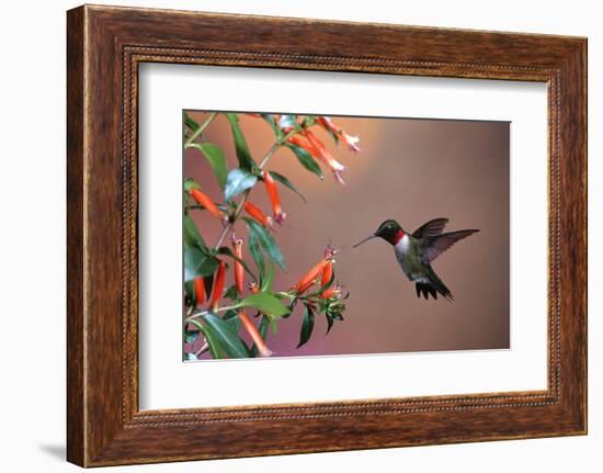 Ruby-Throated Hummingbird Male at Cigar Plant, Shelby County, Illinois-Richard and Susan Day-Framed Photographic Print