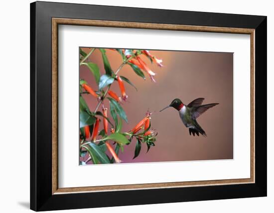 Ruby-Throated Hummingbird Male at Cigar Plant, Shelby County, Illinois-Richard and Susan Day-Framed Photographic Print