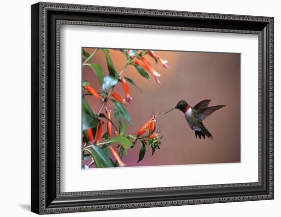 Ruby-Throated Hummingbird Male at Cigar Plant, Shelby County, Illinois-Richard and Susan Day-Framed Photographic Print