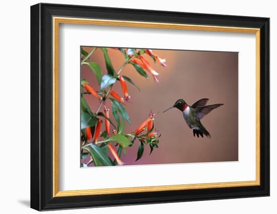 Ruby-Throated Hummingbird Male at Cigar Plant, Shelby County, Illinois-Richard and Susan Day-Framed Photographic Print