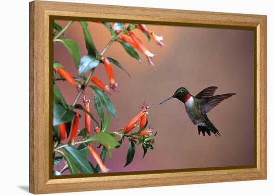 Ruby-Throated Hummingbird Male at Cigar Plant, Shelby County, Illinois-Richard and Susan Day-Framed Premier Image Canvas