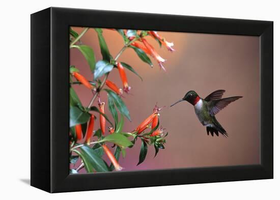 Ruby-Throated Hummingbird Male at Cigar Plant, Shelby County, Illinois-Richard and Susan Day-Framed Premier Image Canvas