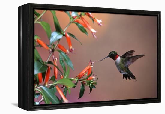 Ruby-Throated Hummingbird Male at Cigar Plant, Shelby County, Illinois-Richard and Susan Day-Framed Premier Image Canvas