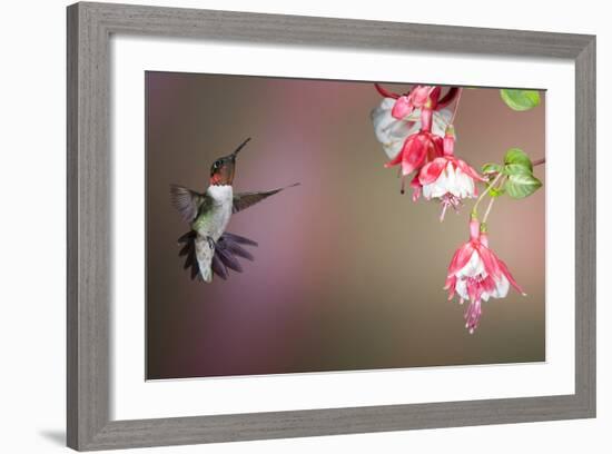 Ruby-Throated Hummingbird Male at Fuschia, Marion, Illinois, Usa-Richard ans Susan Day-Framed Photographic Print