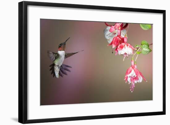 Ruby-Throated Hummingbird Male at Fuschia, Marion, Illinois, Usa-Richard ans Susan Day-Framed Photographic Print