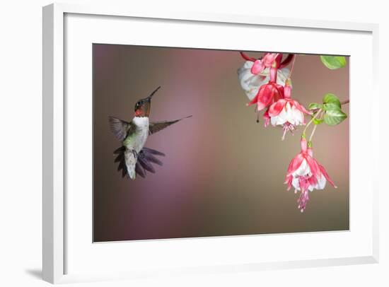 Ruby-Throated Hummingbird Male at Fuschia, Marion, Illinois, Usa-Richard ans Susan Day-Framed Photographic Print