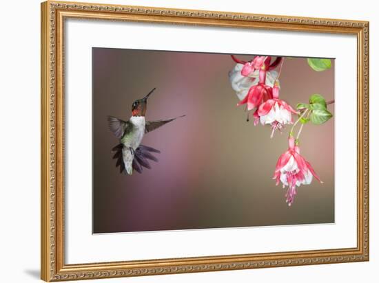 Ruby-Throated Hummingbird Male at Fuschia, Marion, Illinois, Usa-Richard ans Susan Day-Framed Photographic Print