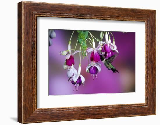 Ruby-Throated Hummingbird Male at Hybrid Fuchsia. Shelby County, Illinois-Richard and Susan Day-Framed Photographic Print