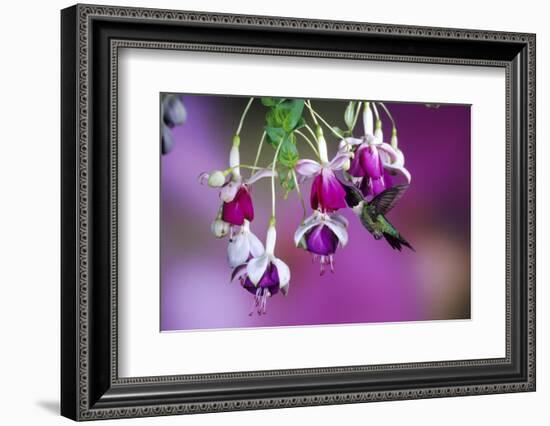 Ruby-Throated Hummingbird Male at Hybrid Fuchsia. Shelby County, Illinois-Richard and Susan Day-Framed Photographic Print